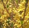 2010-05-18_12.17.22.jpg.jpg