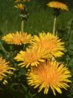 2010-05-18_12.42.43_crop.jpg