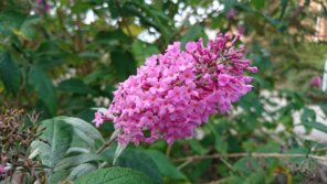 DSC_0005.JPG