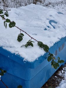 20210127_134953.jpg