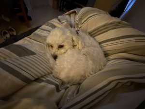 IMG_0610.jpeg