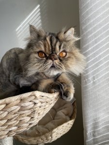 5D06AA8E-EE21-40A8-A91B-7B66DF6785BD.jpeg