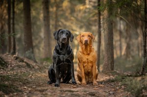 JvH_2021-04-17_Nova och Mira-5.jpg