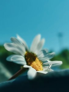 Blomma 1.jpg