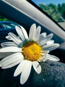 Blomma 2.jpg