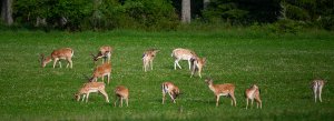 DSC_1613.jpg