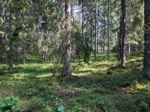 IMG_20210714_151516.jpg