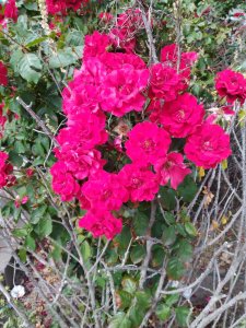 IMG_20201208_130744.jpg