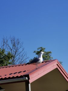 IMG_20210718_180327.jpg
