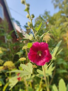 IMG_20210727_154450.jpg