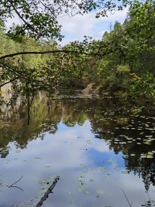 IMG_20210922_120618.jpg