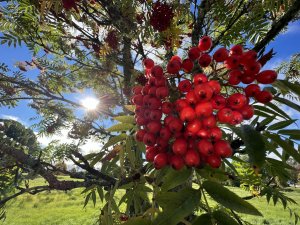 A4C53919-B678-4DB6-97D6-B15197A59C40.jpeg