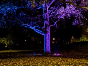 IMG_1181.jpg