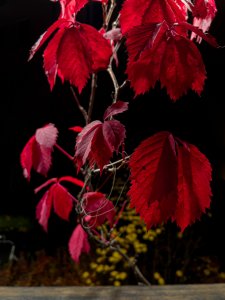 IMG_1188-R.jpg