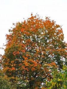 IMG_20211004_153624.jpg