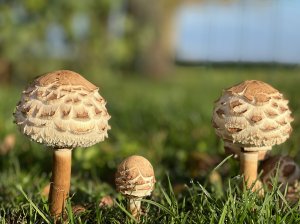 571C470A-EAB7-472F-9504-B3166B4F7926.jpeg