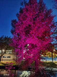 IMG_20211011_190614.jpg