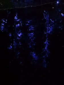 IMG_20211011_194408.jpg