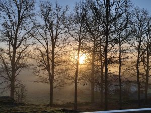 IMG_20211112_083138.jpg