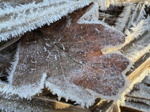 IMG_1665.jpg