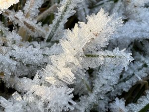 IMG_1667.jpg