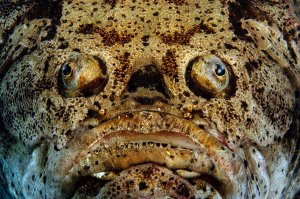 ugly-fish-joe-belanger.jpg