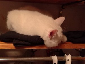 IMG_20160217_215431.jpg