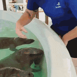 4ac4781dcedf009366a97e15aa4a3c63.gif