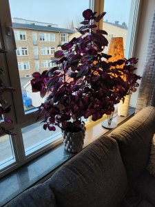 IMG20220321181814.jpg
