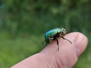 IMG_20220727_114421.jpg
