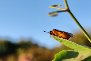 IMG_20220728_204713__01__01.jpg