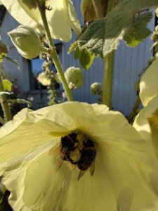 IMG_20220730_172942468.jpg