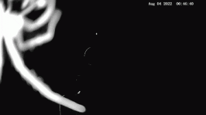 20220804_063957.gif