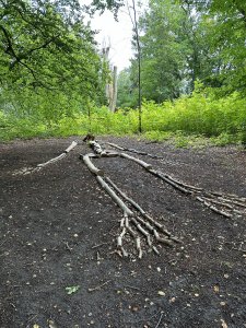 IMG_0042.jpeg
