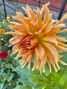 IMG_0151.jpeg