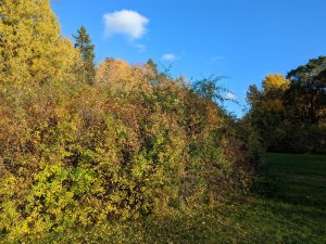 PXL_20221016_135505667.jpg