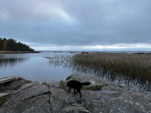 IMG_0376.jpeg