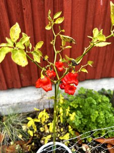 IMG_0374.jpeg