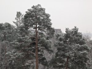 PXL_20221209_084402699.jpg