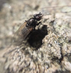 macrofly.jpg