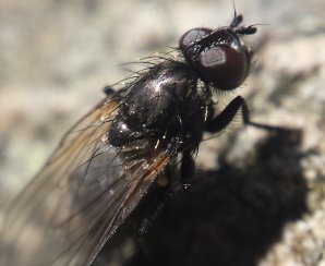 macrofly2.jpg