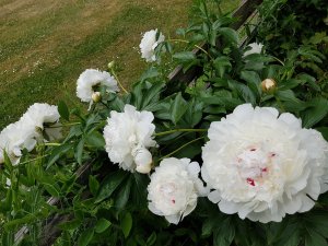 20160605_143708.jpg