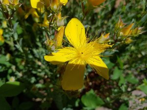 20160607_103615(0).jpg