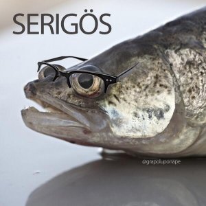 wwwV.jpg