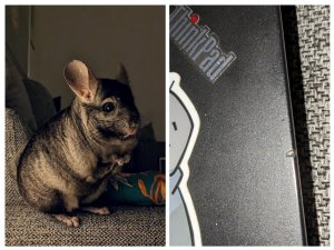 20230115_210551-COLLAGE.jpg