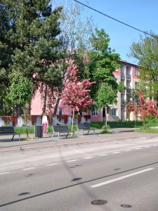 DSC_0746.JPG