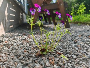 IMG_20230608_174248.jpg