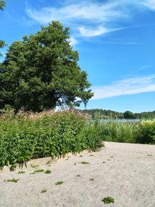 DSC_1600.JPG
