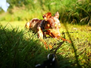 IMG_20160728_074937.jpg