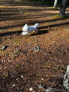 IMG_0480.jpeg